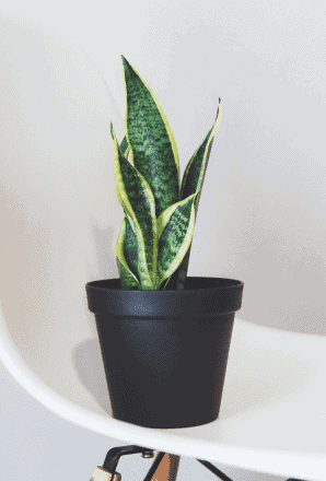 Snake Plant Laurentii